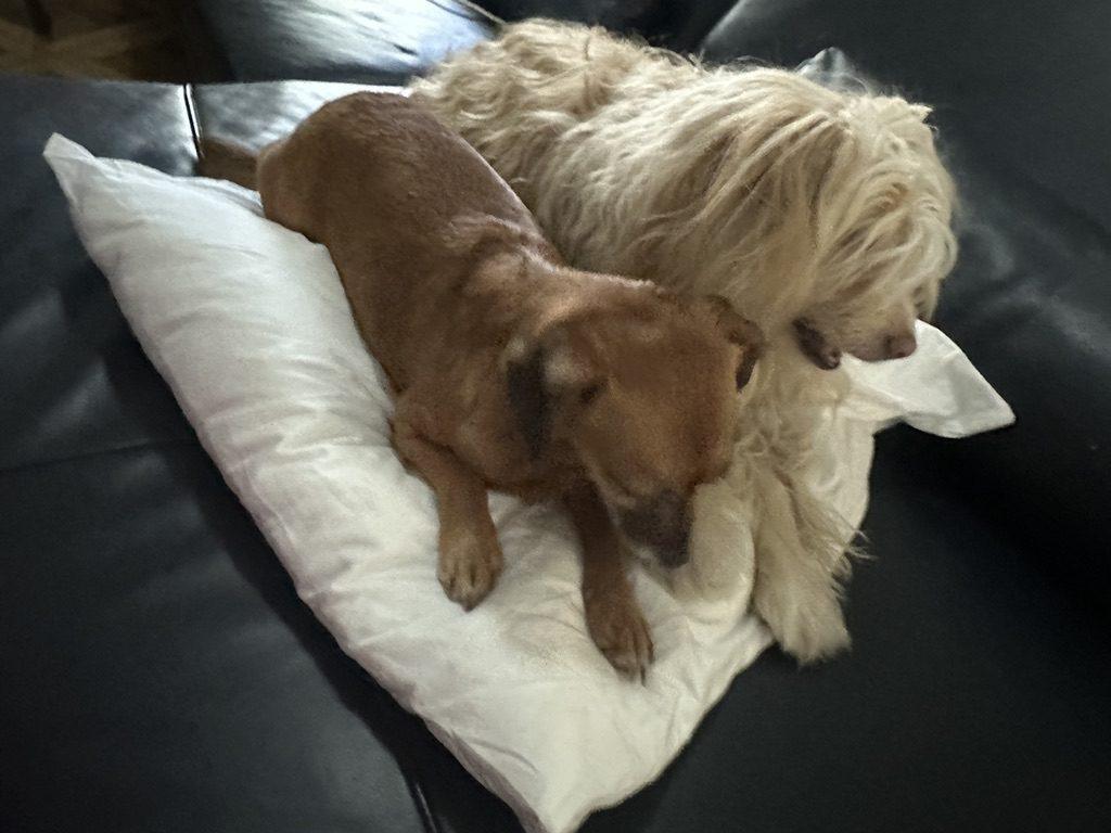 Lili et Noupi